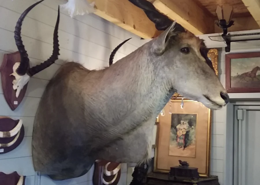 Taxidermie Cabinet de curiosité Trophée de chasse africaine buste d'élan du Cap