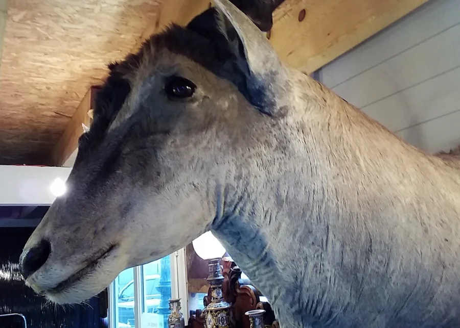Taxidermie Cabinet de curiosité Trophée de chasse africaine buste d'élan du Cap