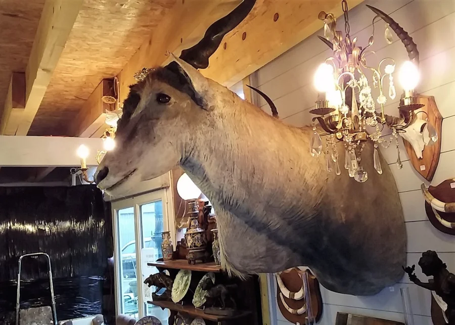 Taxidermie Cabinet de curiosité Trophée de chasse africaine buste d'élan du Cap