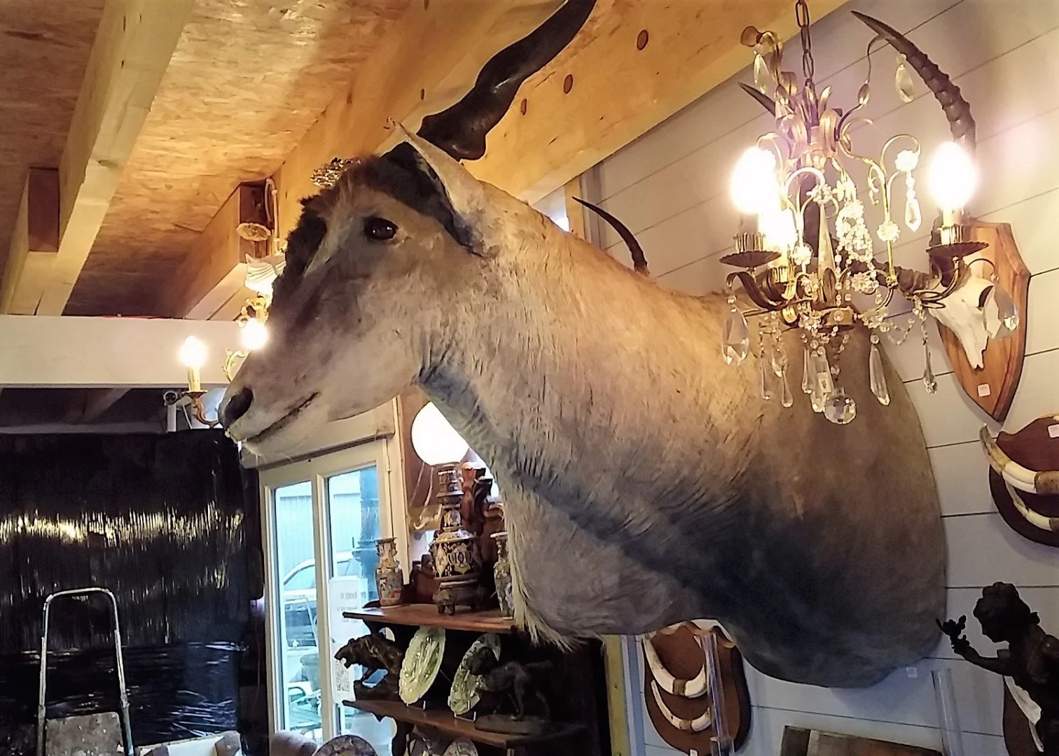 Taxidermie Cabinet de curiosité Trophée de chasse africaine buste d'élan du Cap