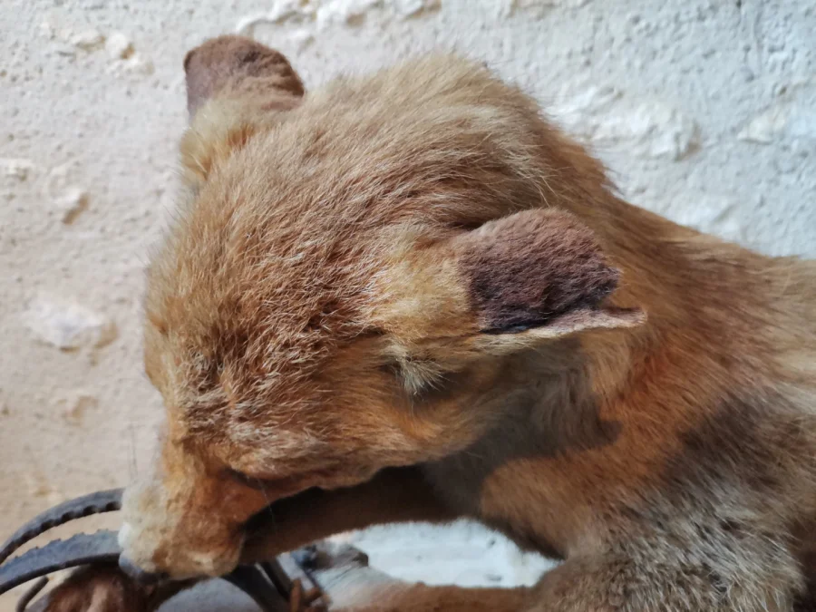Taxidermie Cabinet de curiosité  Renard mis en situation sur tronc en bois