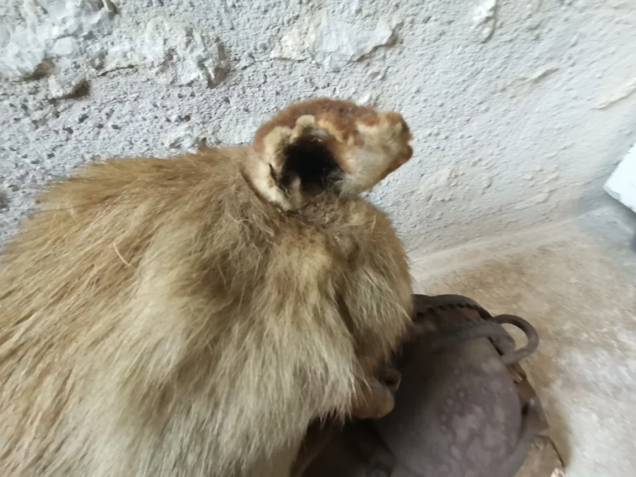 Taxidermie Cabinet de curiosité  Renard mis en situation sur tronc en bois