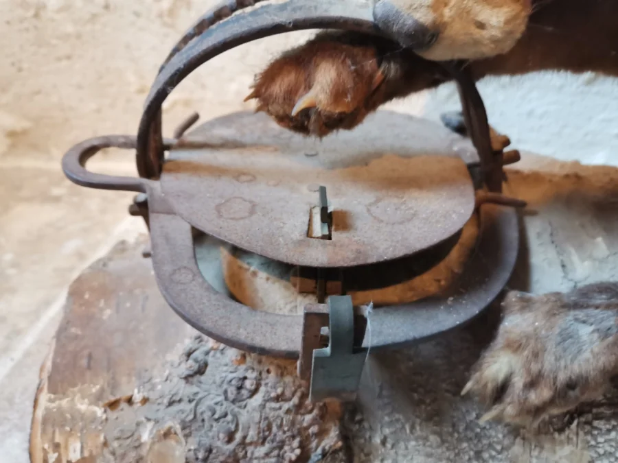 Taxidermie Cabinet de curiosité  Renard mis en situation sur tronc en bois