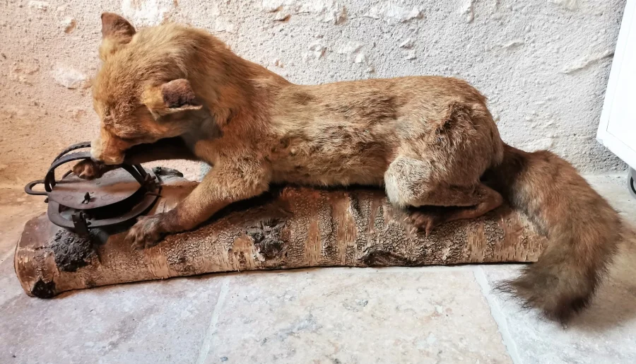 Taxidermie Cabinet de curiosité  Renard mis en situation sur tronc en bois