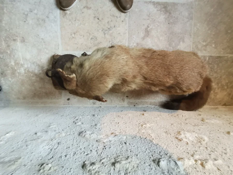 Taxidermie Cabinet de curiosité  Renard mis en situation sur tronc en bois