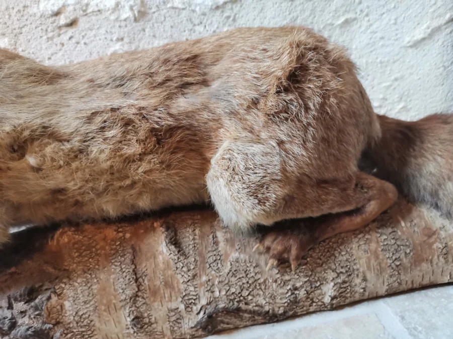 Taxidermie Cabinet de curiosité  Renard mis en situation sur tronc en bois