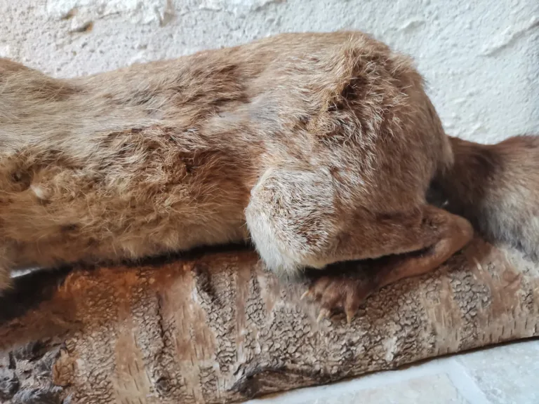 Taxidermie Cabinet de curiosité  Renard mis en situation sur tronc en bois