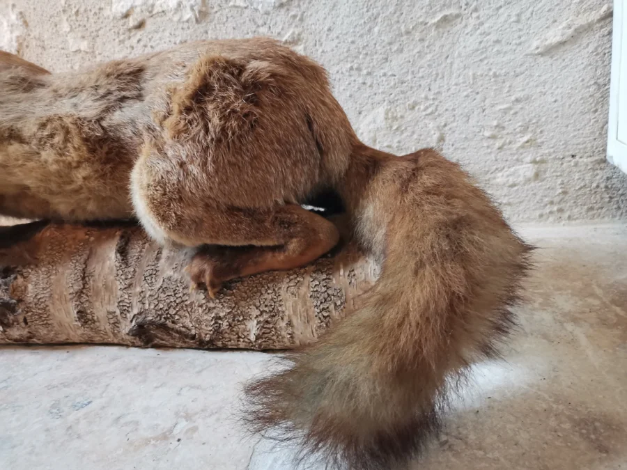 Taxidermie Cabinet de curiosité  Renard mis en situation sur tronc en bois