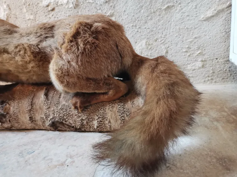 Taxidermie Cabinet de curiosité  Renard mis en situation sur tronc en bois