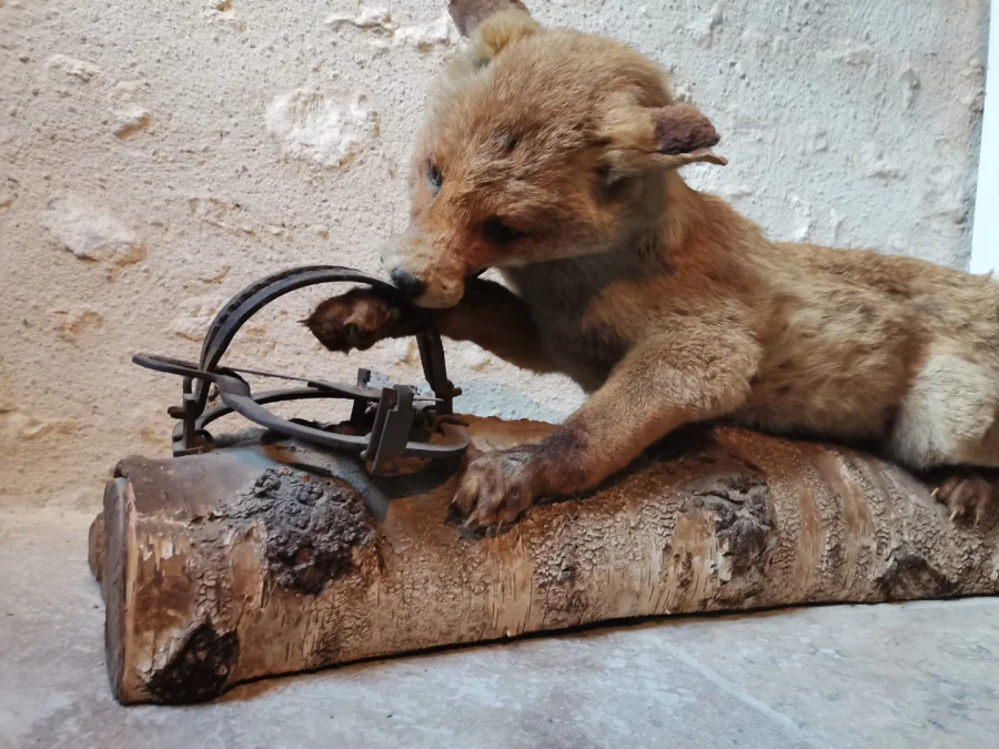 Taxidermie Cabinet de curiosité  Renard mis en situation sur tronc en bois