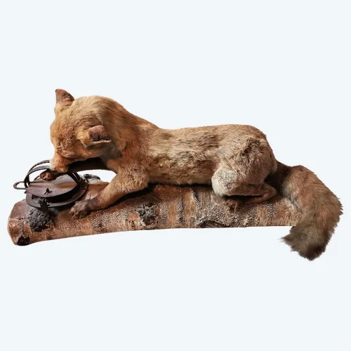 Taxidermie Cabinet de curiosité  Renard mis en situation sur tronc en bois