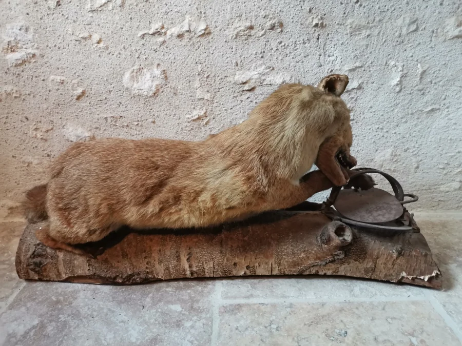 Taxidermie Cabinet de curiosité  Renard mis en situation sur tronc en bois
