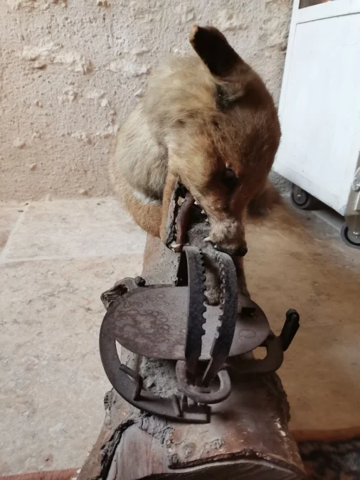 Taxidermie Cabinet de curiosité  Renard mis en situation sur tronc en bois