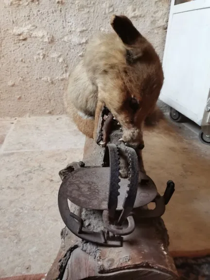 Taxidermie Cabinet de curiosité  Renard mis en situation sur tronc en bois