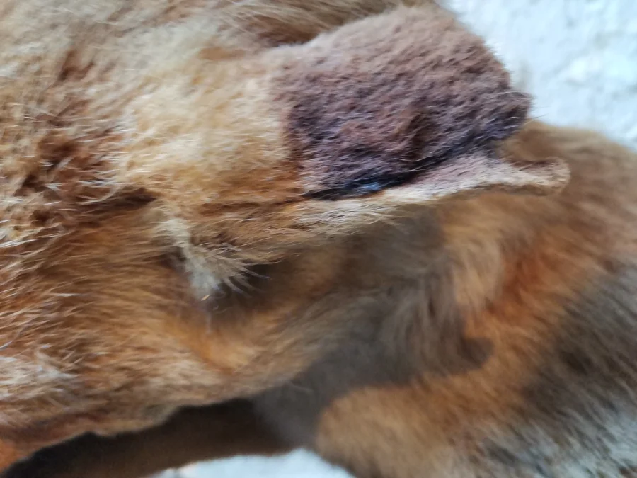 Taxidermie Cabinet de curiosité  Renard mis en situation sur tronc en bois