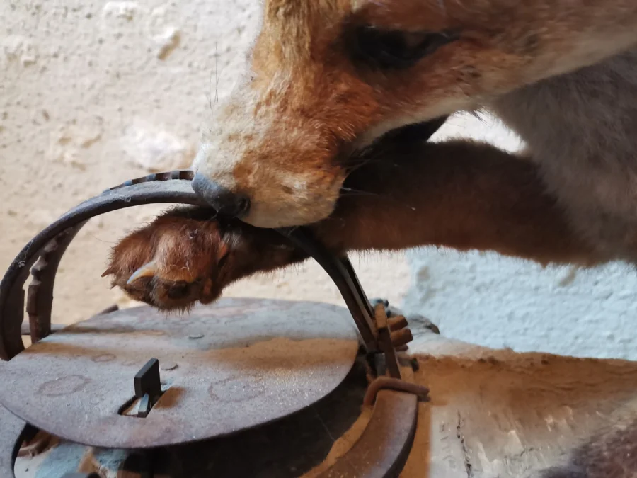 Taxidermie Cabinet de curiosité  Renard mis en situation sur tronc en bois