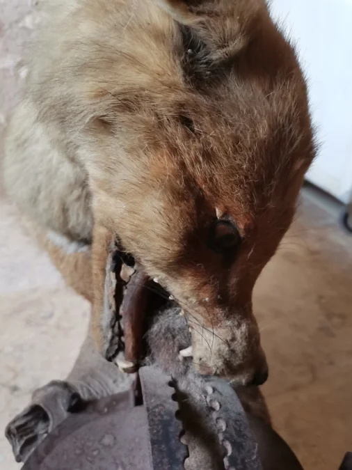 Taxidermie Cabinet de curiosité  Renard mis en situation sur tronc en bois