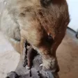 Taxidermie Cabinet de curiosité  Renard mis en situation sur tronc en bois