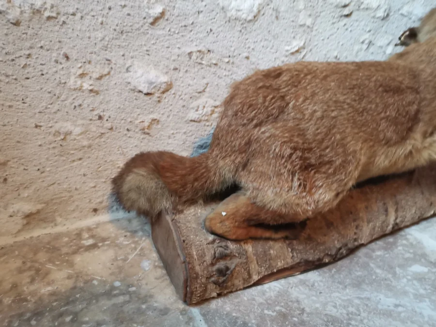 Taxidermie Cabinet de curiosité  Renard mis en situation sur tronc en bois
