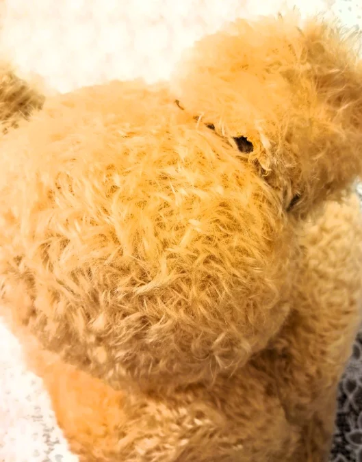 TEDDY BEAR