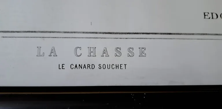 Gravure de Chasse le Canard souchet d'après Edouard Traviés