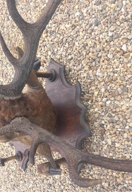 Trophée de chasse tête de cerf 10 cors avec 4 pieds servant de porte manteau