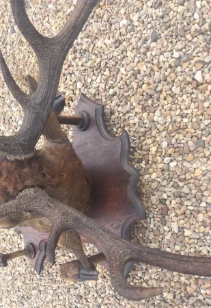Trophée de chasse tête de cerf 10 cors avec 4 pieds servant de porte manteau