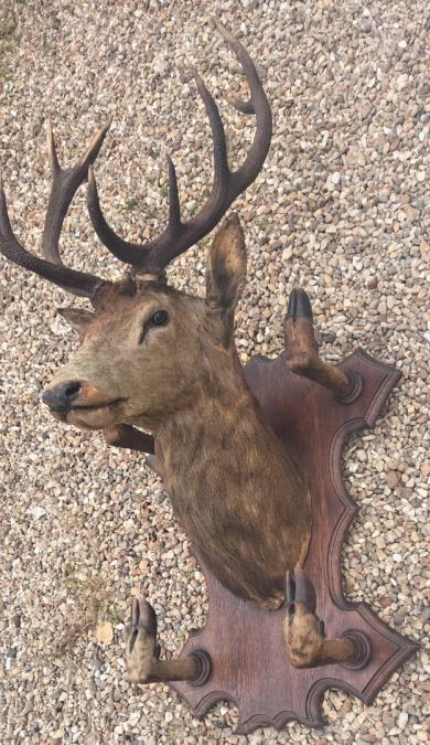 Trophée de chasse tête de cerf 10 cors avec 4 pieds servant de porte manteau