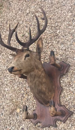 Trophée de chasse tête de cerf 10 cors avec 4 pieds servant de porte manteau