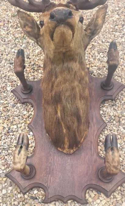 Trophée de chasse tête de cerf 10 cors avec 4 pieds servant de porte manteau