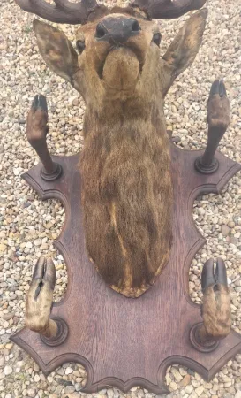 Trophée de chasse tête de cerf 10 cors avec 4 pieds servant de porte manteau