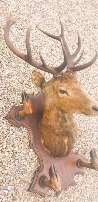 Trophée de chasse tête de cerf 10 cors avec 4 pieds servant de porte manteau