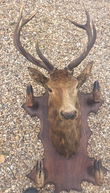 Trophée de chasse tête de cerf 10 cors avec 4 pieds servant de porte manteau