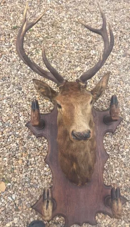 Trophée de chasse tête de cerf 10 cors avec 4 pieds servant de porte manteau