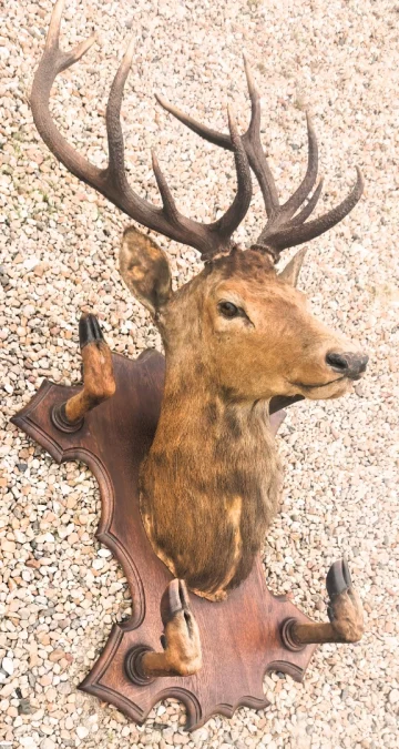 Trophée de chasse tête de cerf 10 cors avec 4 pieds servant de porte manteau