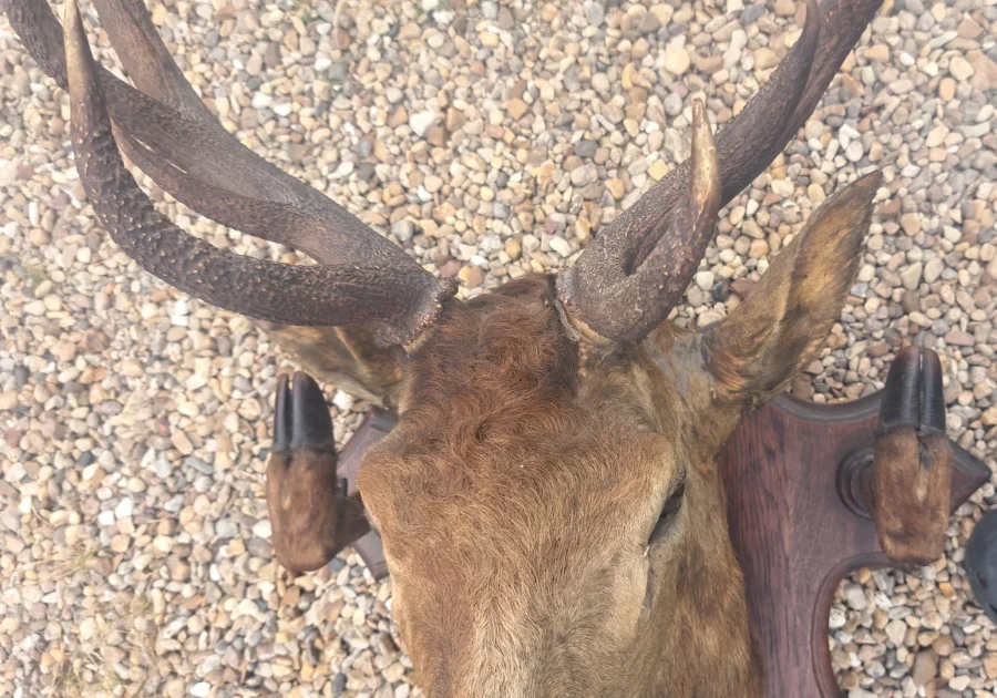 Trophée de chasse tête de cerf 10 cors avec 4 pieds servant de porte manteau