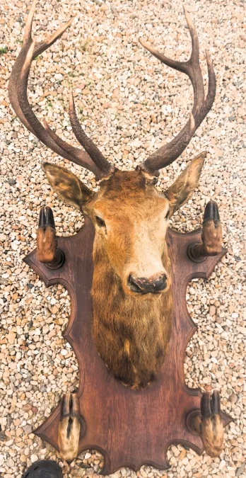 Trophée de chasse tête de cerf 10 cors avec 4 pieds servant de porte manteau