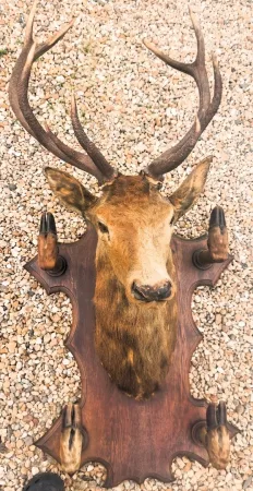 Trophée de chasse tête de cerf 10 cors avec 4 pieds servant de porte manteau