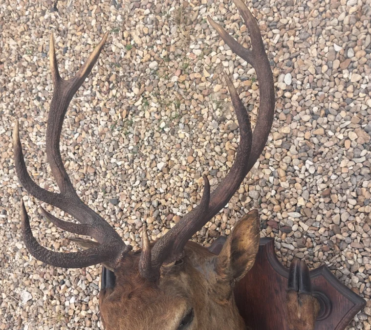Trophée de chasse tête de cerf 10 cors avec 4 pieds servant de porte manteau