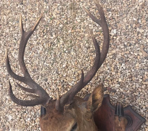 Trophée de chasse tête de cerf 10 cors avec 4 pieds servant de porte manteau