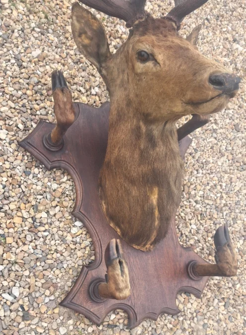 Trophée de chasse tête de cerf 10 cors avec 4 pieds servant de porte manteau