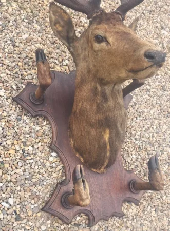 Trophée de chasse tête de cerf 10 cors avec 4 pieds servant de porte manteau