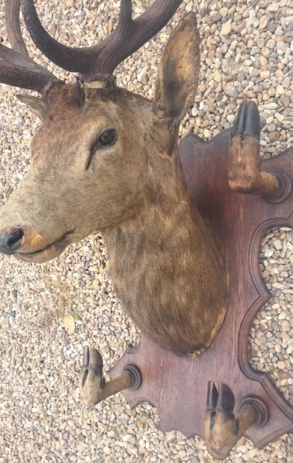 Trophée de chasse tête de cerf 10 cors avec 4 pieds servant de porte manteau