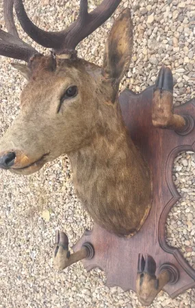 Trophée de chasse tête de cerf 10 cors avec 4 pieds servant de porte manteau