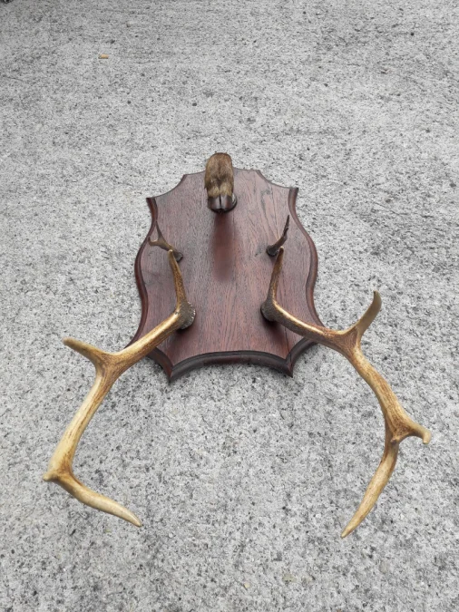 Porte manteaux en bois de cerf début 20ème