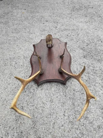 Porte manteaux en bois de cerf début 20ème