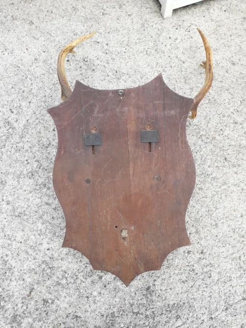 Porte manteaux en bois de cerf début 20ème