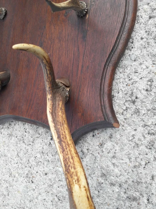 Porte manteaux en bois de cerf début 20ème