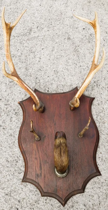 Porte manteaux en bois de cerf début 20ème