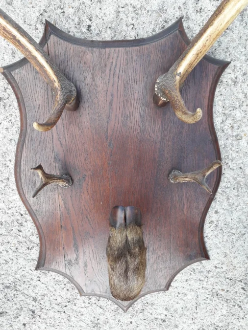 Porte manteaux en bois de cerf début 20ème